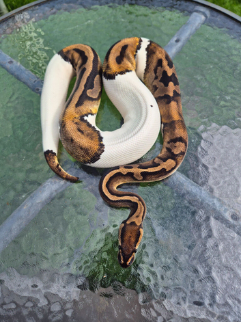 Royal pythons for sale