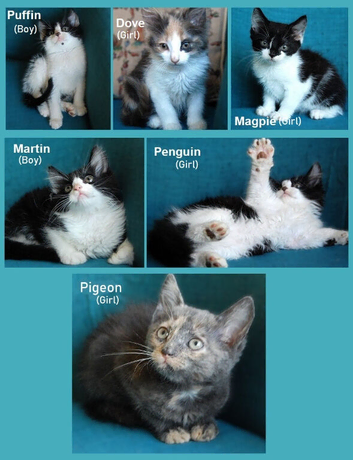 Lovely kittens looking for new homes! Kent (Near Canterbury) &pound;30 / &pound;50