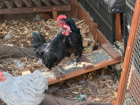 Young serama cockerel needs new home