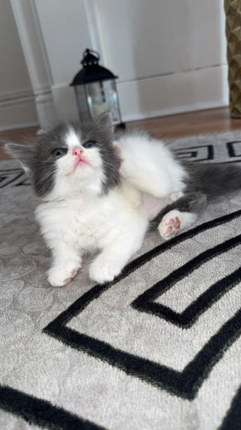 8 weeks kitten ready to go