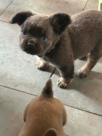 Beautiful boys ready now