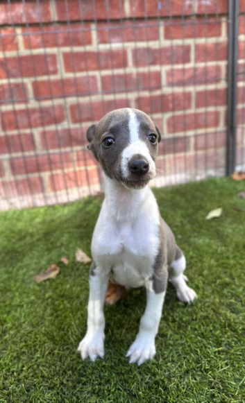 Whippet puppys