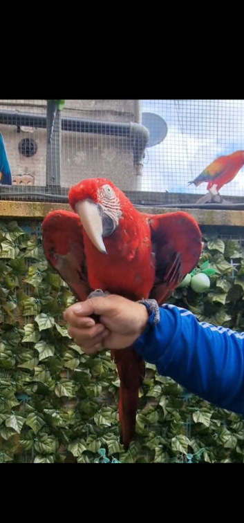 Greenwing Macaw