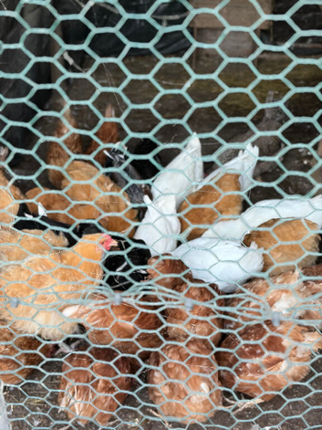 Chickens
