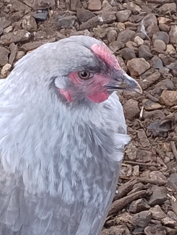 French Silver Lavender Marans  Young Cocks