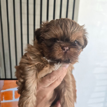 All Reserved Stunning Imperial Shihtzu Puppies