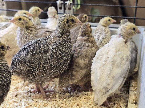 Coturnix (Japanese) Quail
