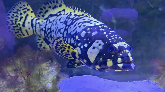 REDUCED BUMBLEBEE GROUPER STUNNING SPECIMEN MARINE LIVE FISH