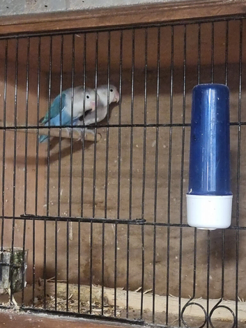 Breeding pair of love birds