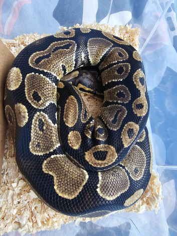 Royal python