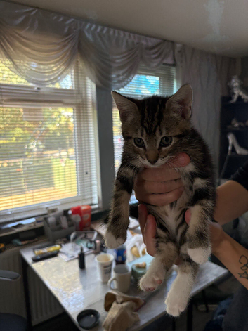 Male and female tabby cats