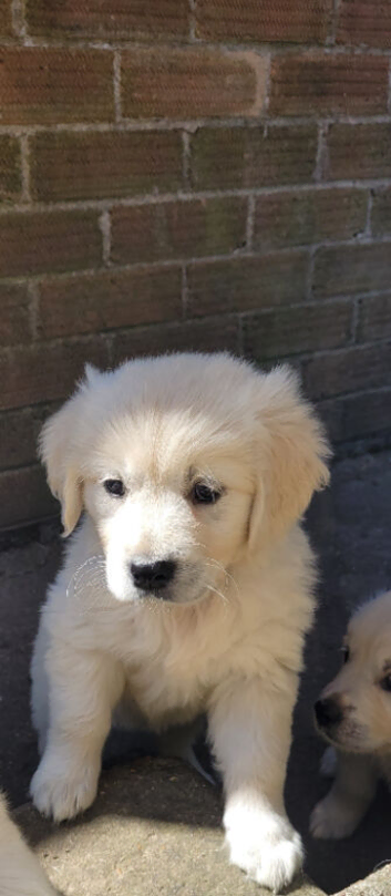 ***Last girl***Snowy white retriever puppies