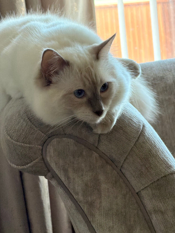 STUD Not for sale !  Ragdoll