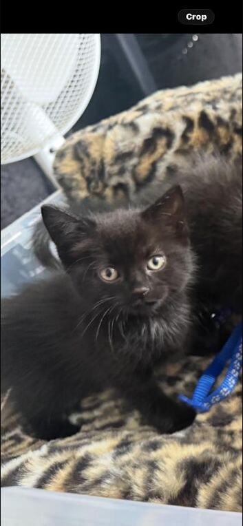 British short hair kittens