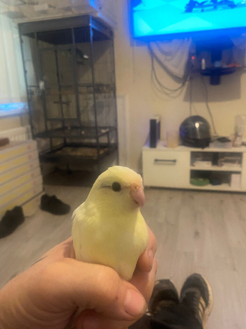 Hand tame Kakariki&rsquo;s