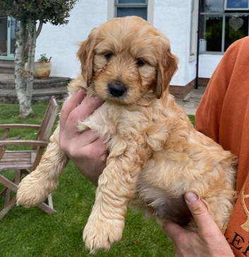 Beautiful Miniature Goldendoodle Puppies For Sale