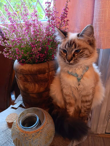 Seal Linx Ragdoll Female for sale.
