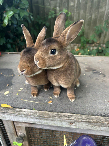 Mini caster rex
