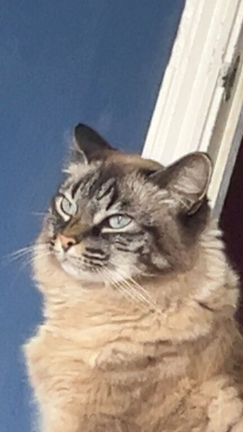 Ragdoll