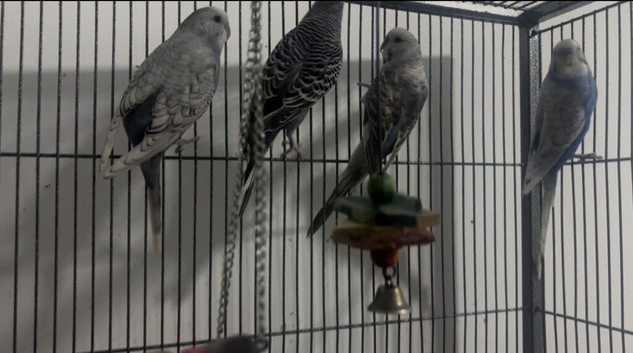 Pair of Young Beautiful Budgies &pound;75