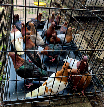 Archangel pigeons
