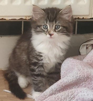 Kittens
