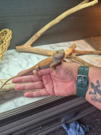 Baby bearded dragons