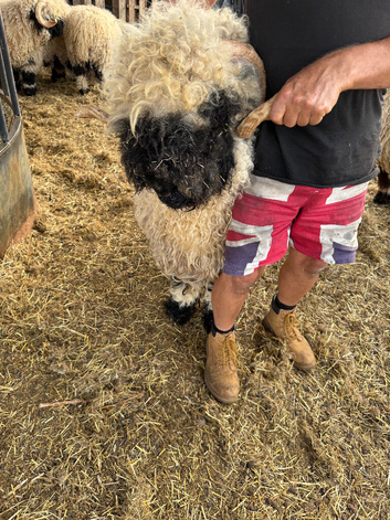 Stunning Merlin Valais Blacknose Shearling Ram