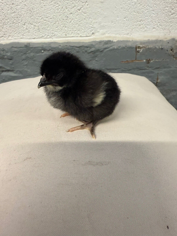 MarBar Female Chicks