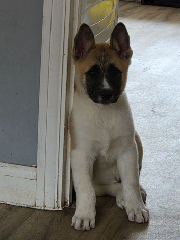 Akita