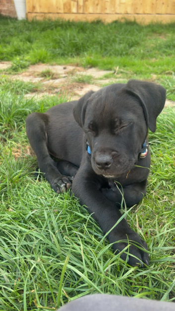 13wk male pup