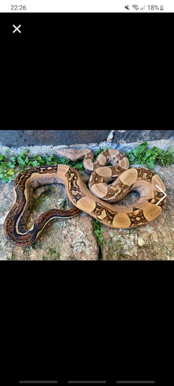 4/5 year old female boa