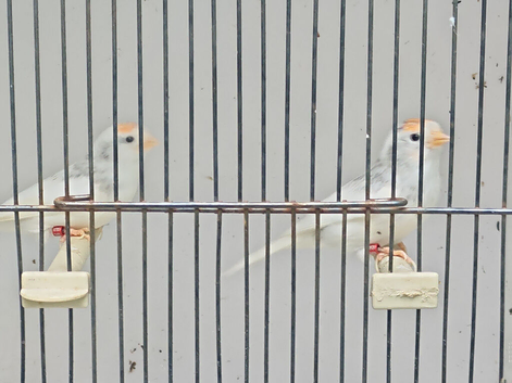 Lesser redpoll pair.