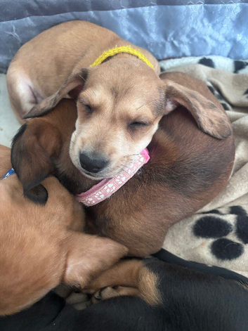 2 beautiful male miniature dachshunds ️