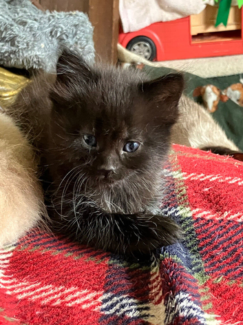 Black make kittens. Ragdoll x.