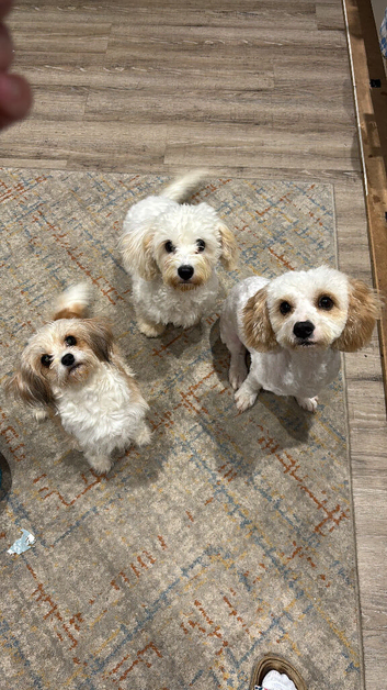 Cavachon male