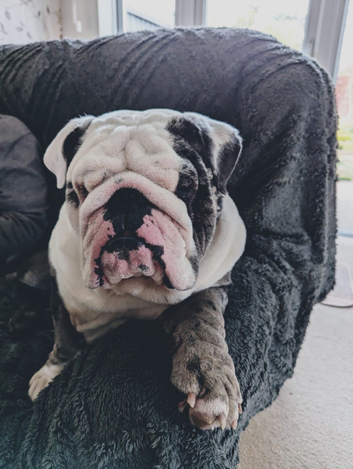 English /Old Tyme Bulldog