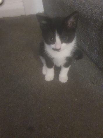 Mix Persian kittens