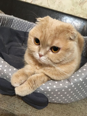 Scottish fold boy