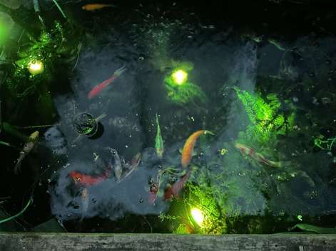 16 EXCELLENT CONDITION FISH