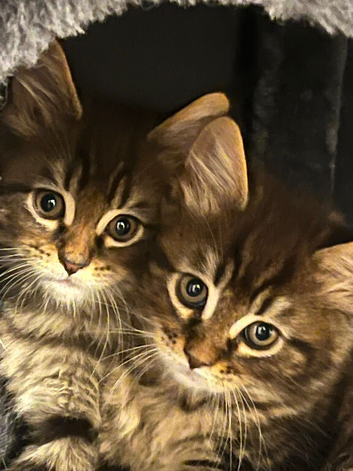 Pure Maine Coon kittens