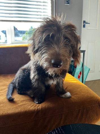 Lovely boy Dachshund x Poodle