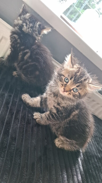 Kittens For sale
