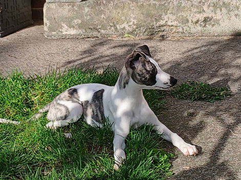Stunning kc registered whippet pups
