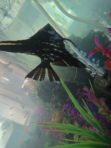 2 x angel fish