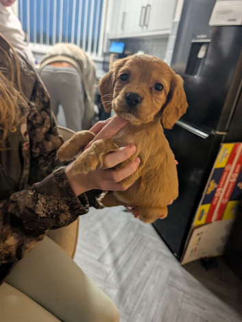Cocker spaniels puppies