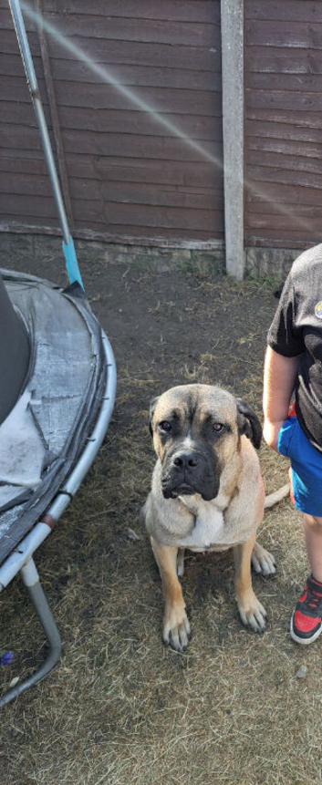 Cane corso mix