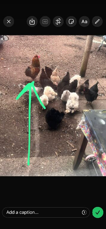 2 beautiful roosters