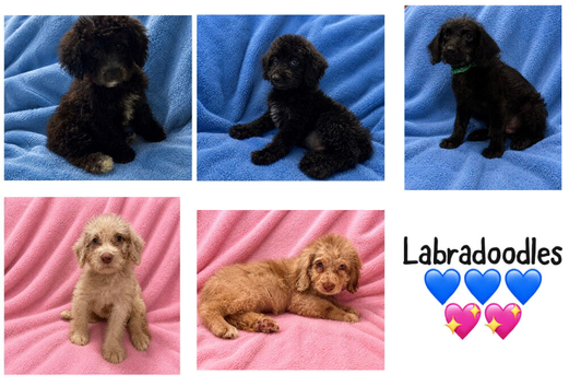 Labradoodle F1B Health clear pups