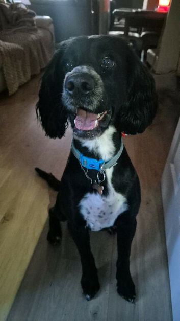 Cockapoo/ cocker spaniel